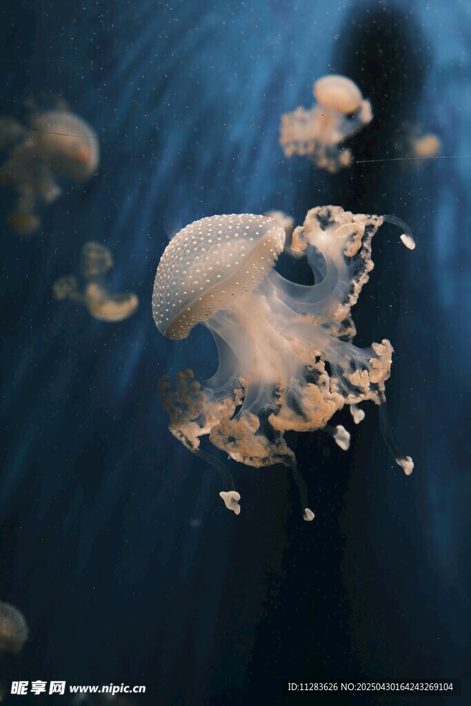 梦幻水母在水中优雅游动