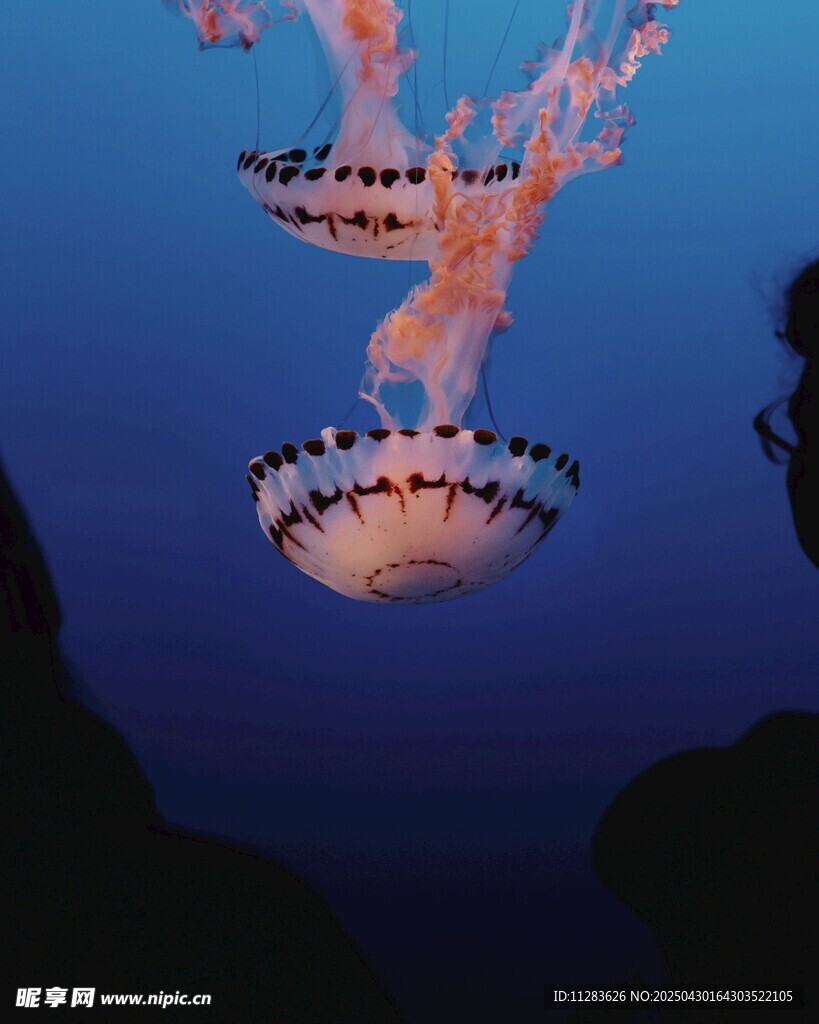 深海中的梦幻水母