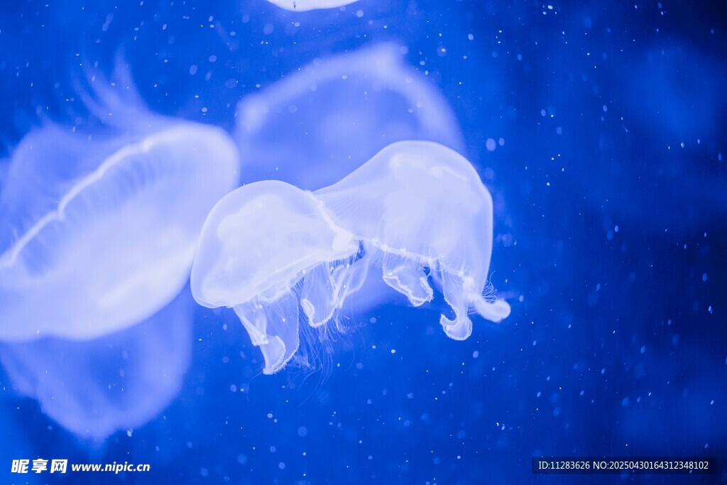 梦幻水母在蓝色海洋中游弋