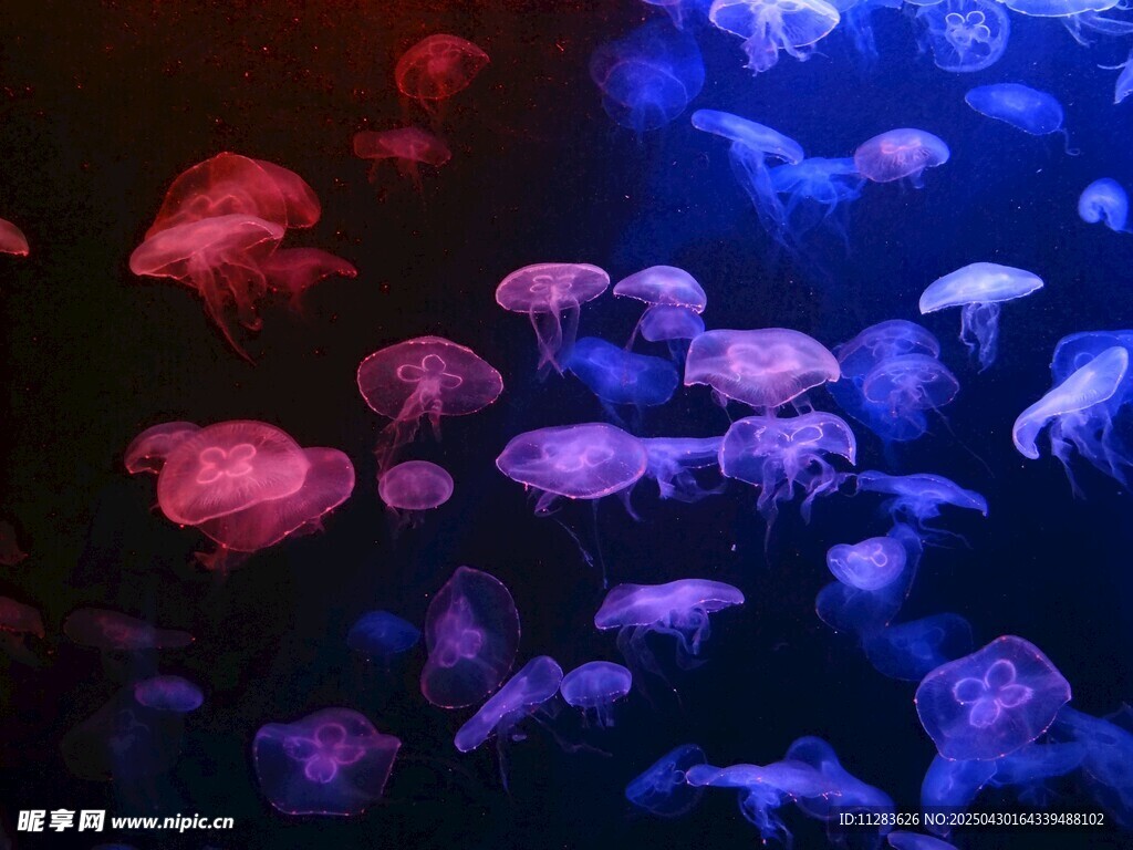 梦幻水母在水中绚丽舞动