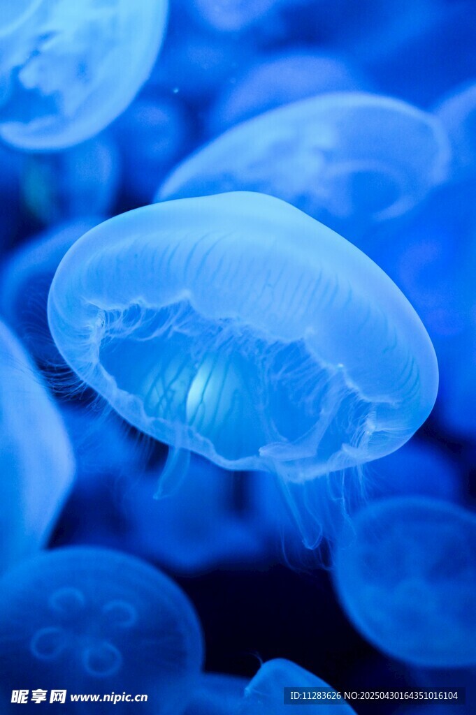 梦幻蓝色水母群