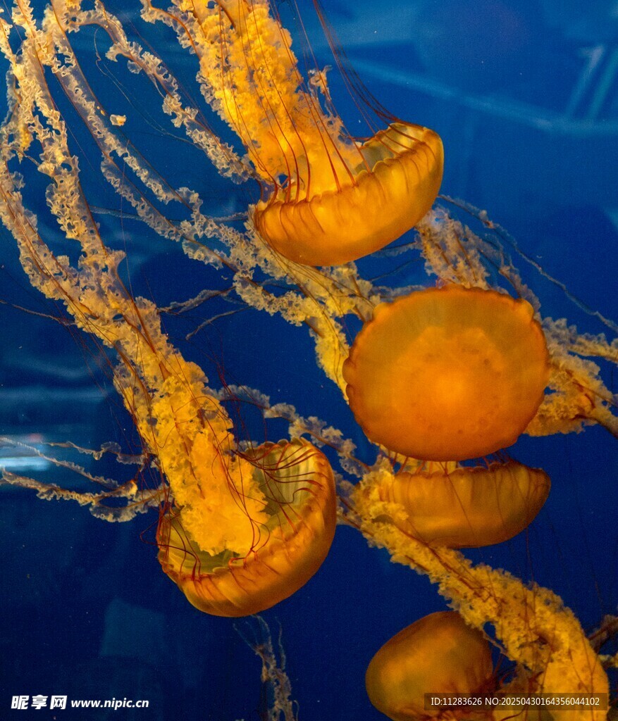 水中游动的橙色水母