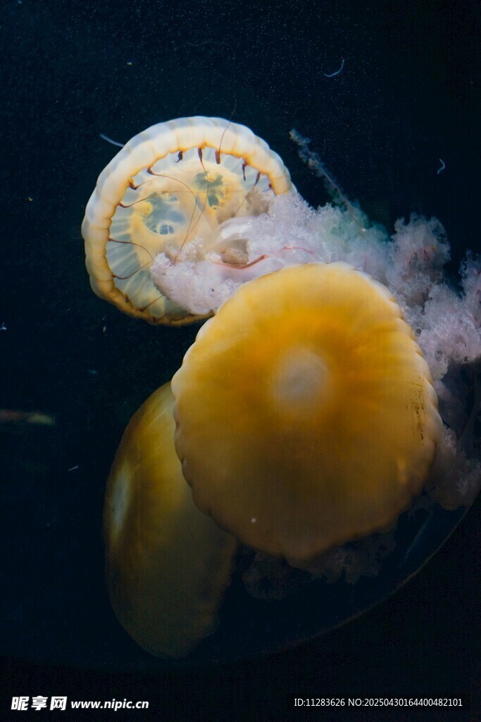 梦幻水母水中优雅舞动