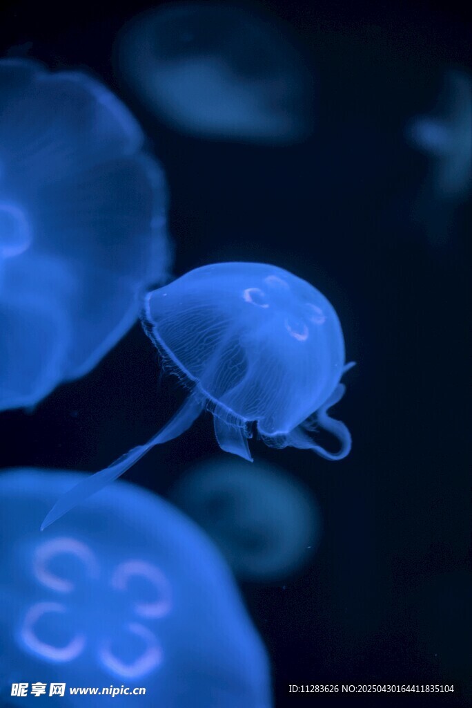 梦幻水母在水中悠然游动