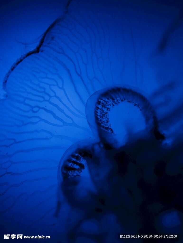 深海神秘水母特写