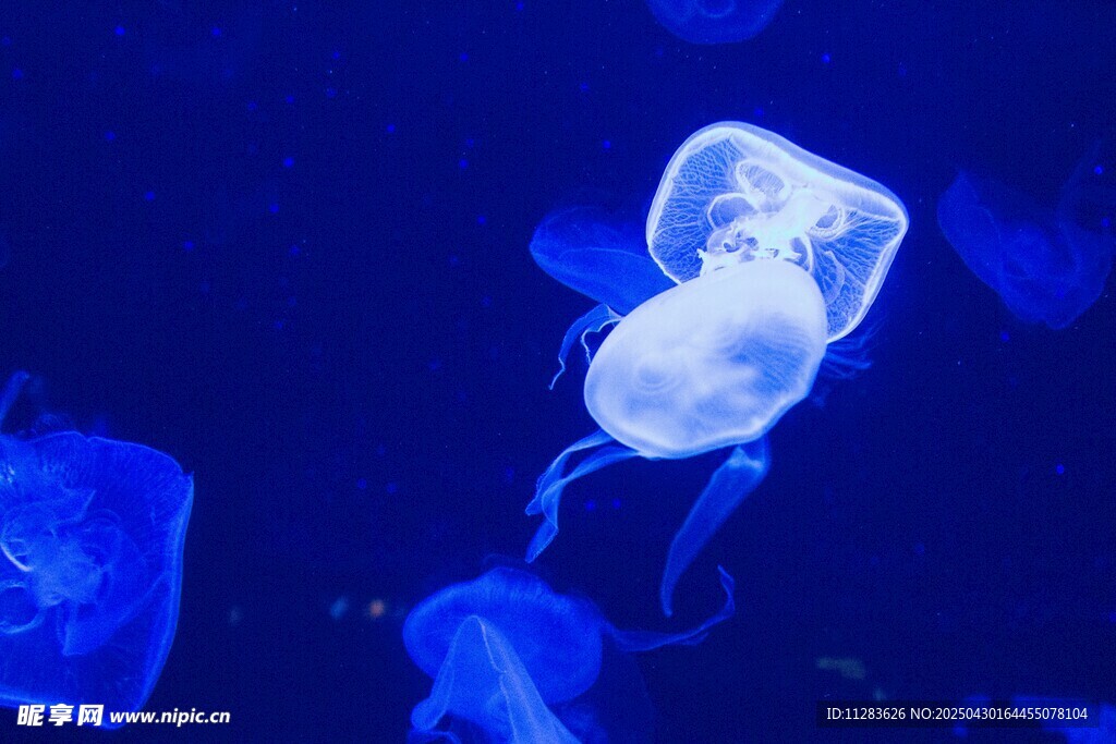 梦幻水母在蓝色海洋中游动