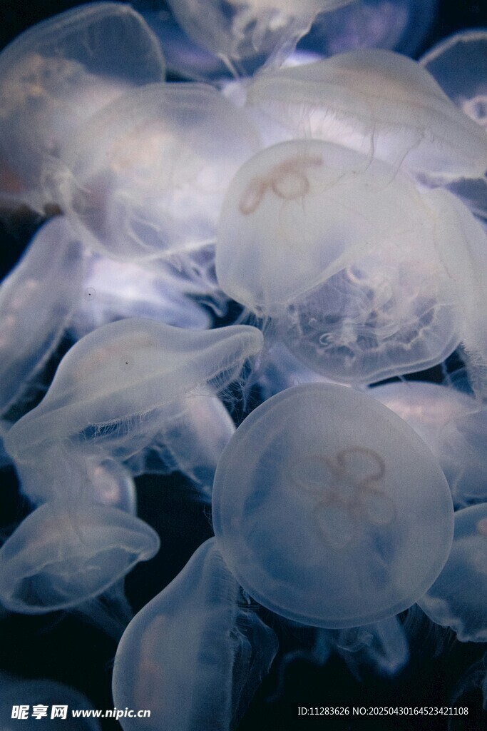 成群水母聚集画面