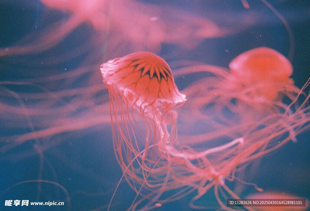 梦幻水母在水中飘逸游动