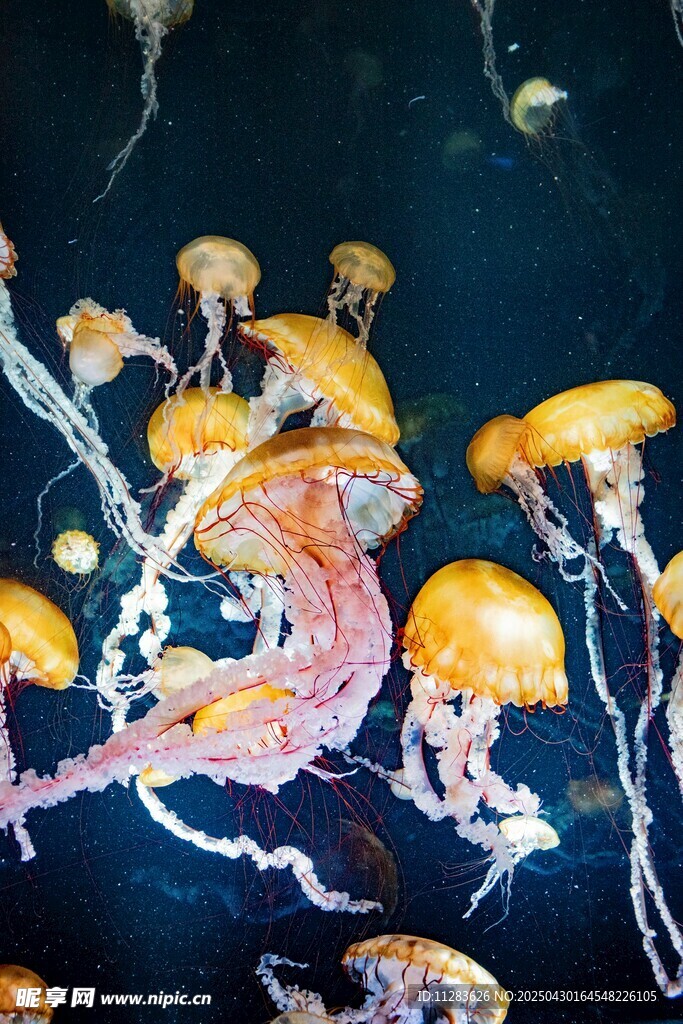 梦幻水母在深海中游动