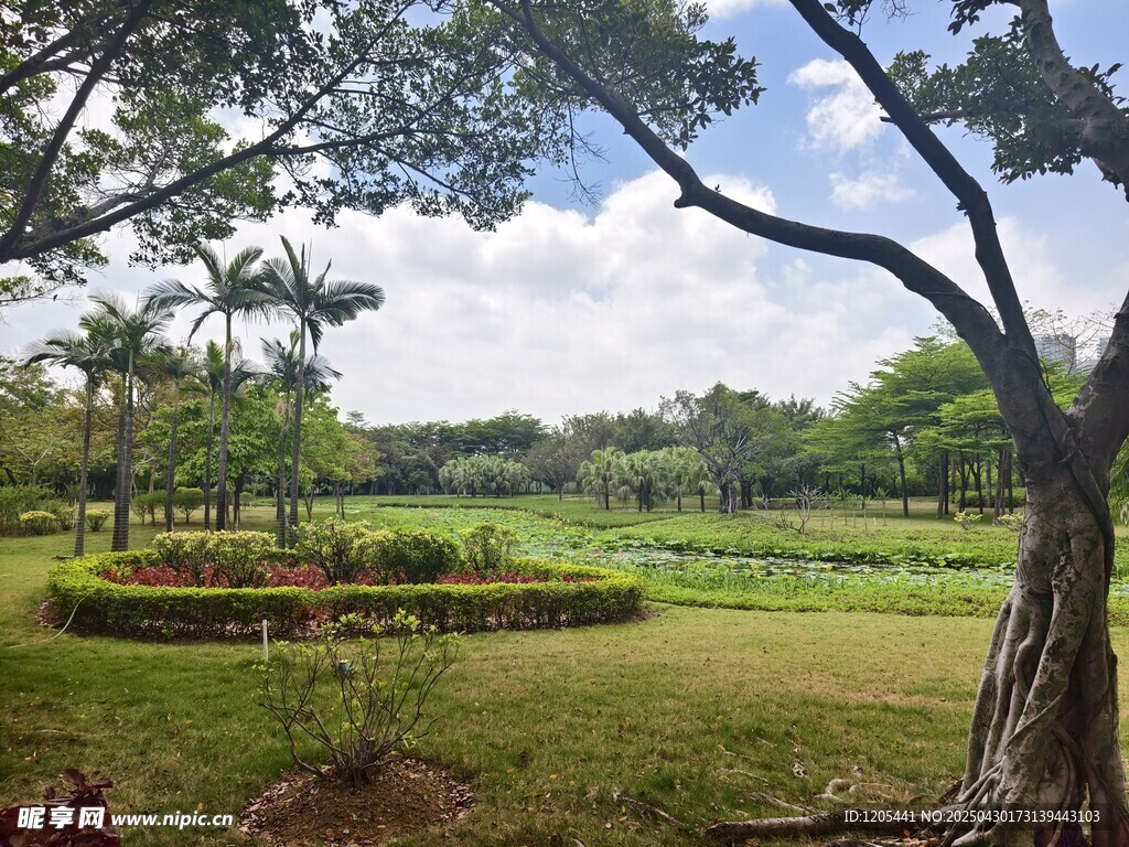 大学校园公园园林小景
