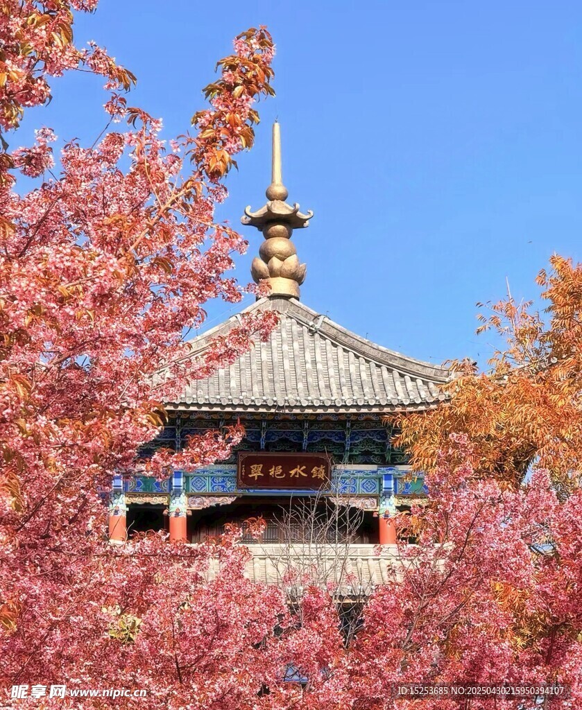 樱花簇拥下的中式古建筑