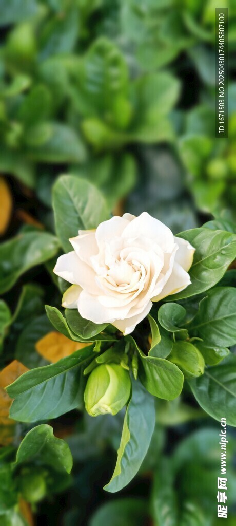 白色花朵绽放绿叶间