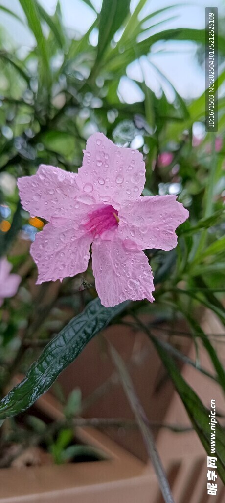 雨中娇艳粉色花朵绽放