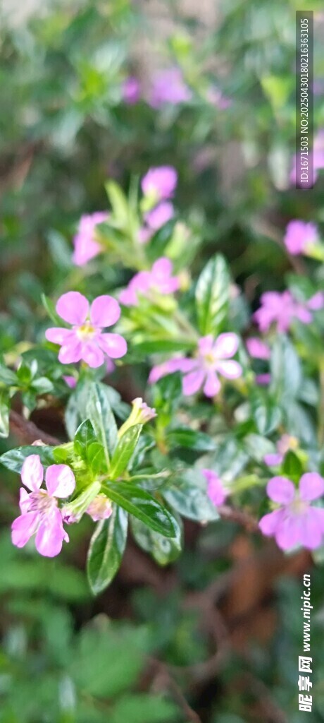 萼距花