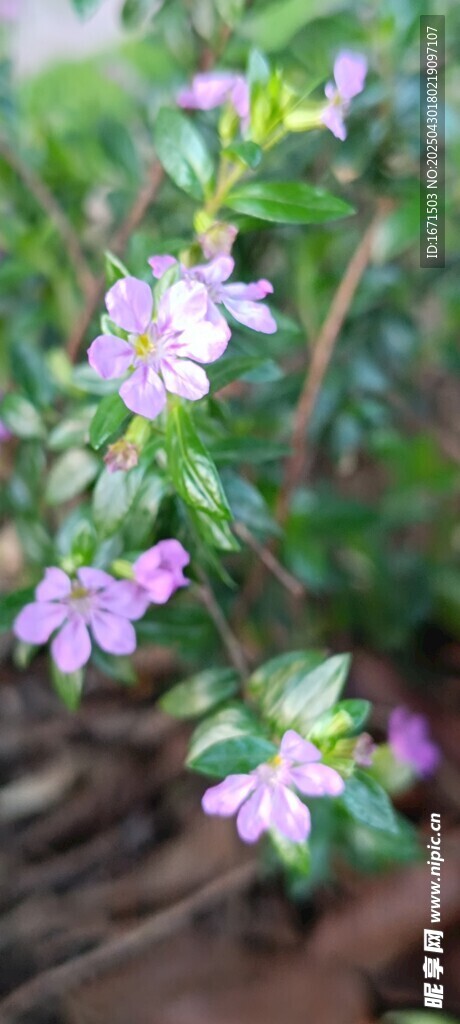 萼距花