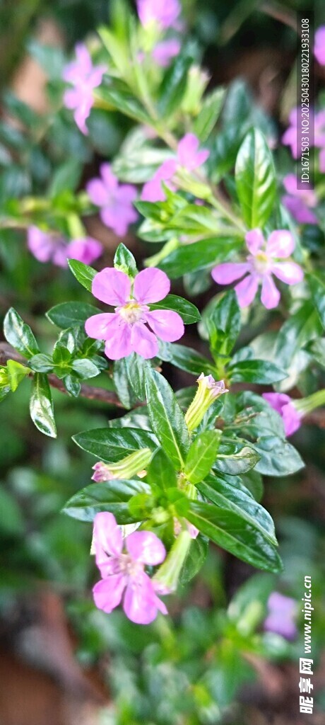萼距花