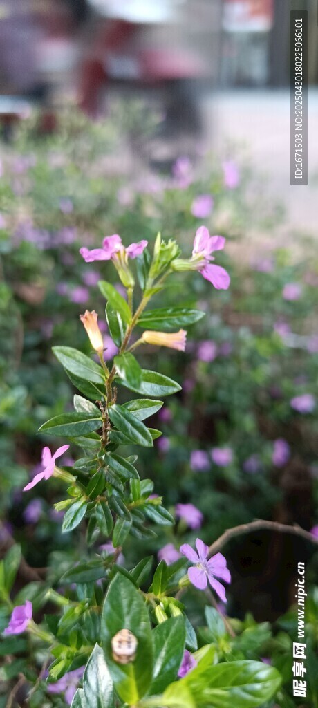 萼距花