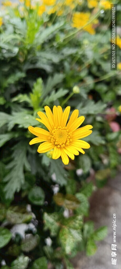 绽放的黄色小菊花