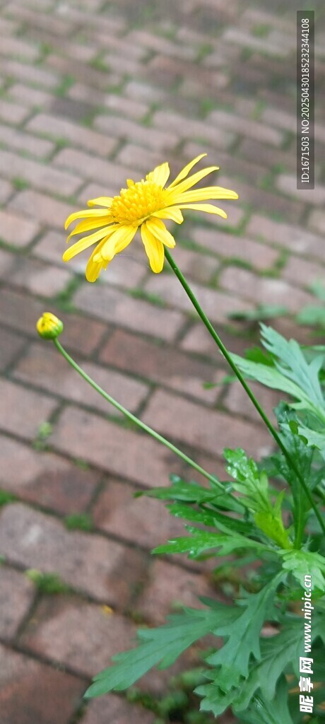 砖缝中绽放的黄色小花