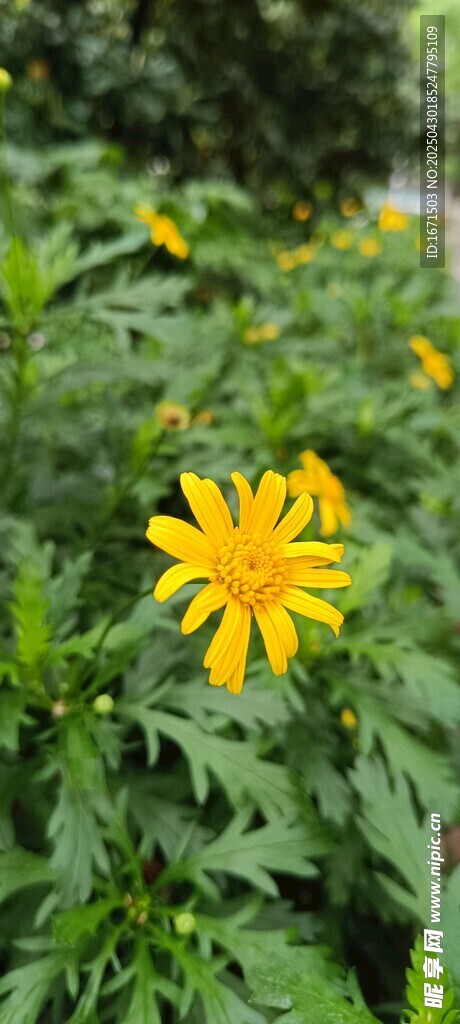 绿叶丛中的明艳小黄花