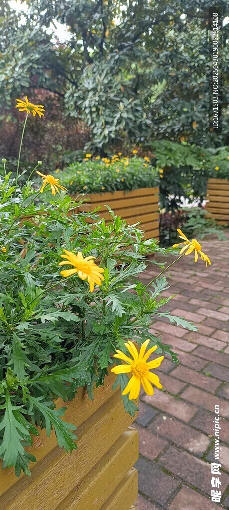 灿烂的黄色小花