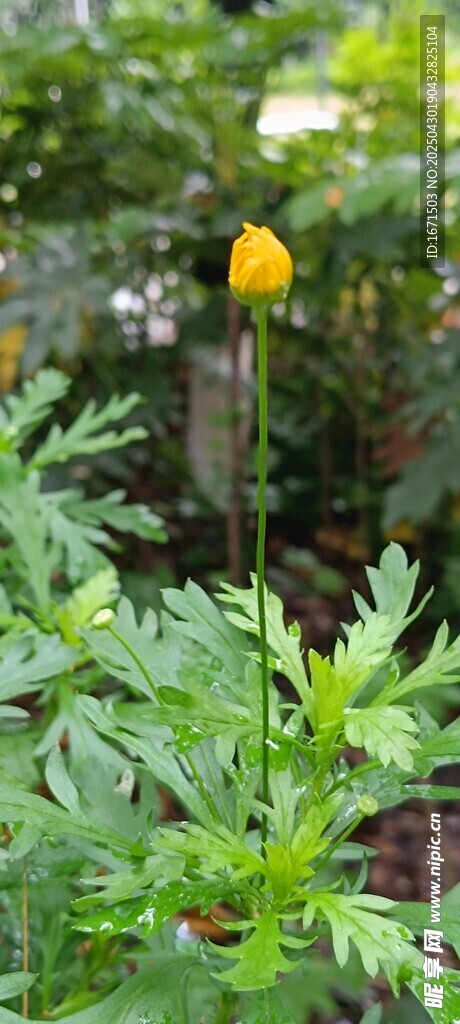 黄色花朵绽放于绿叶间