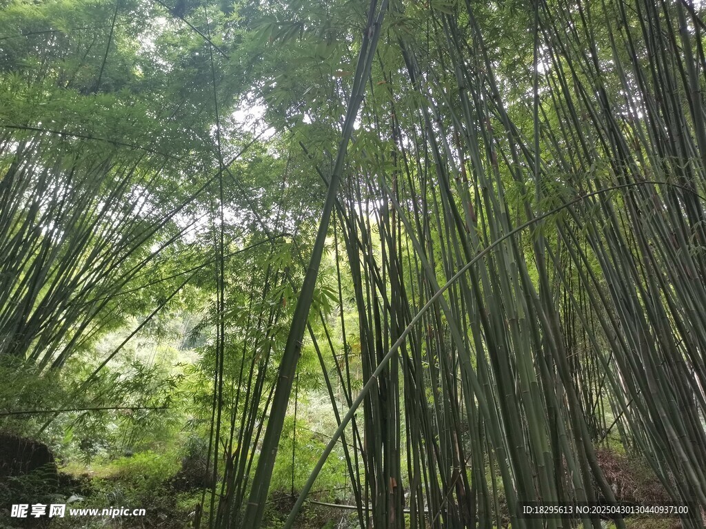 竹海