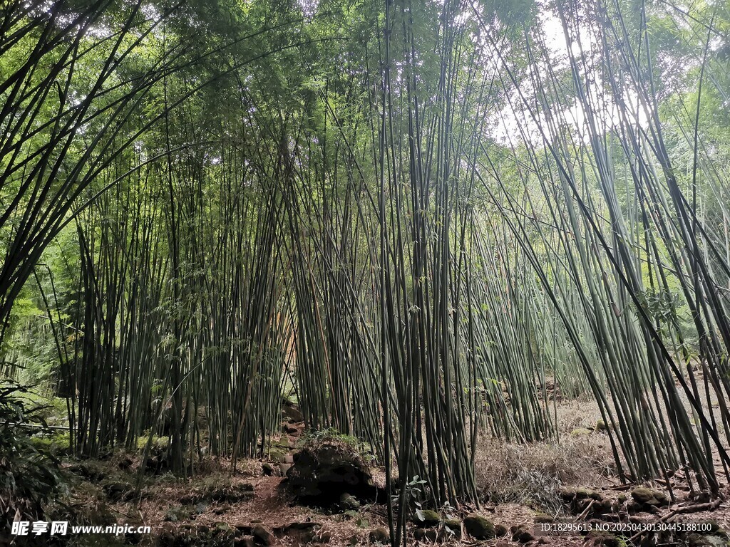 竹海