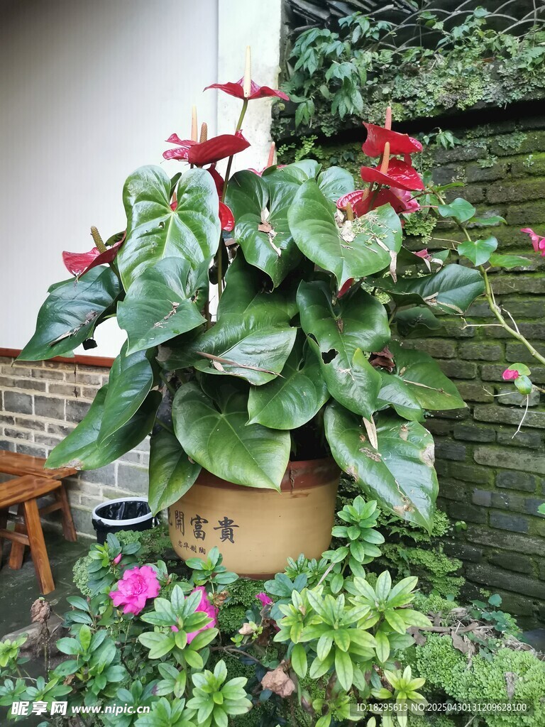 墙花
