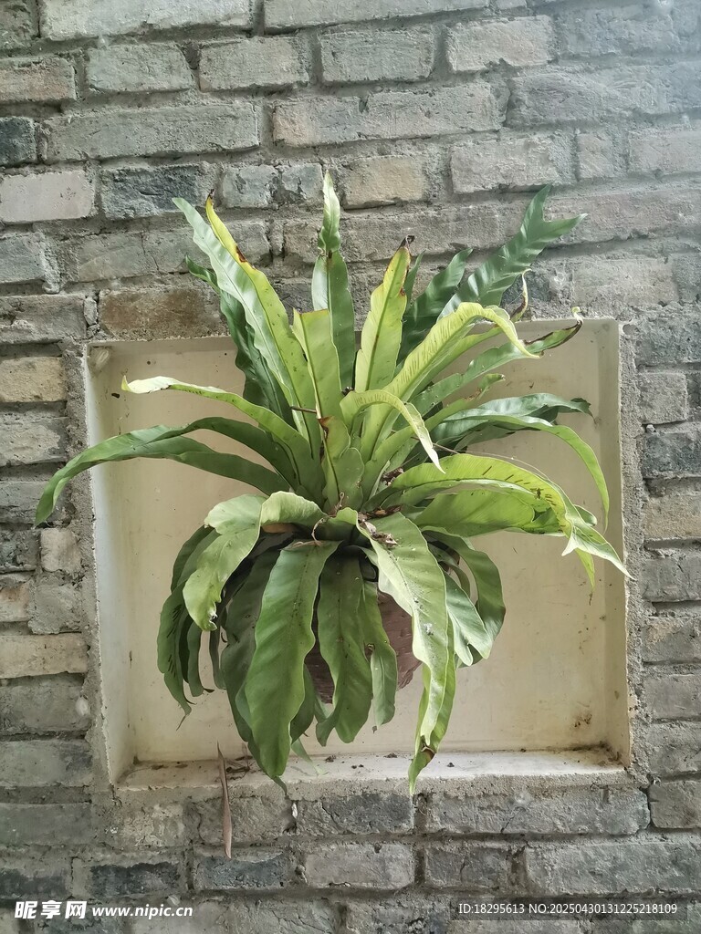 墙体植物