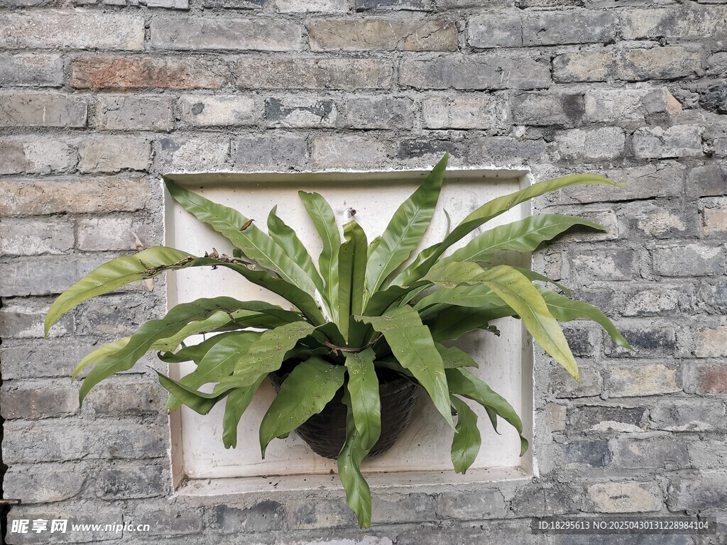 墙体植物
