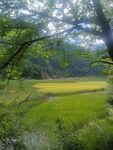 林间绿野田园风光美景