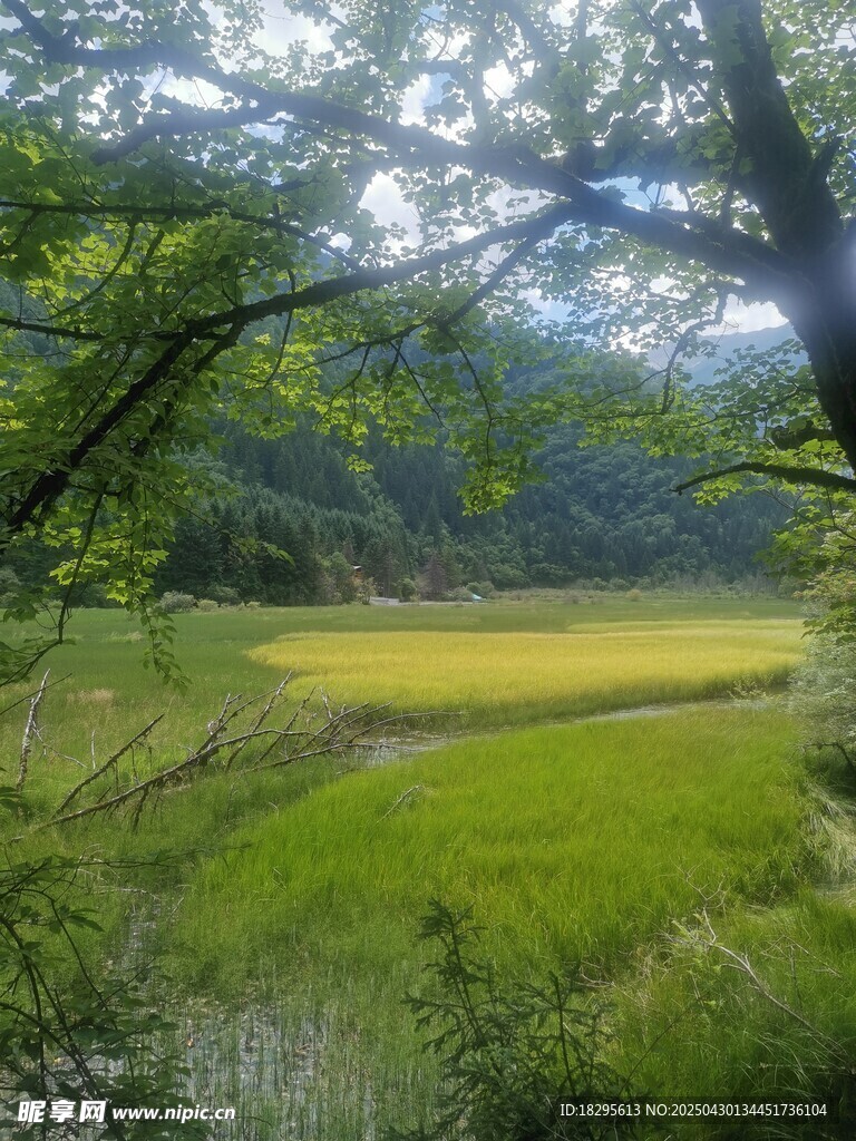 林间绿野田园风光美景