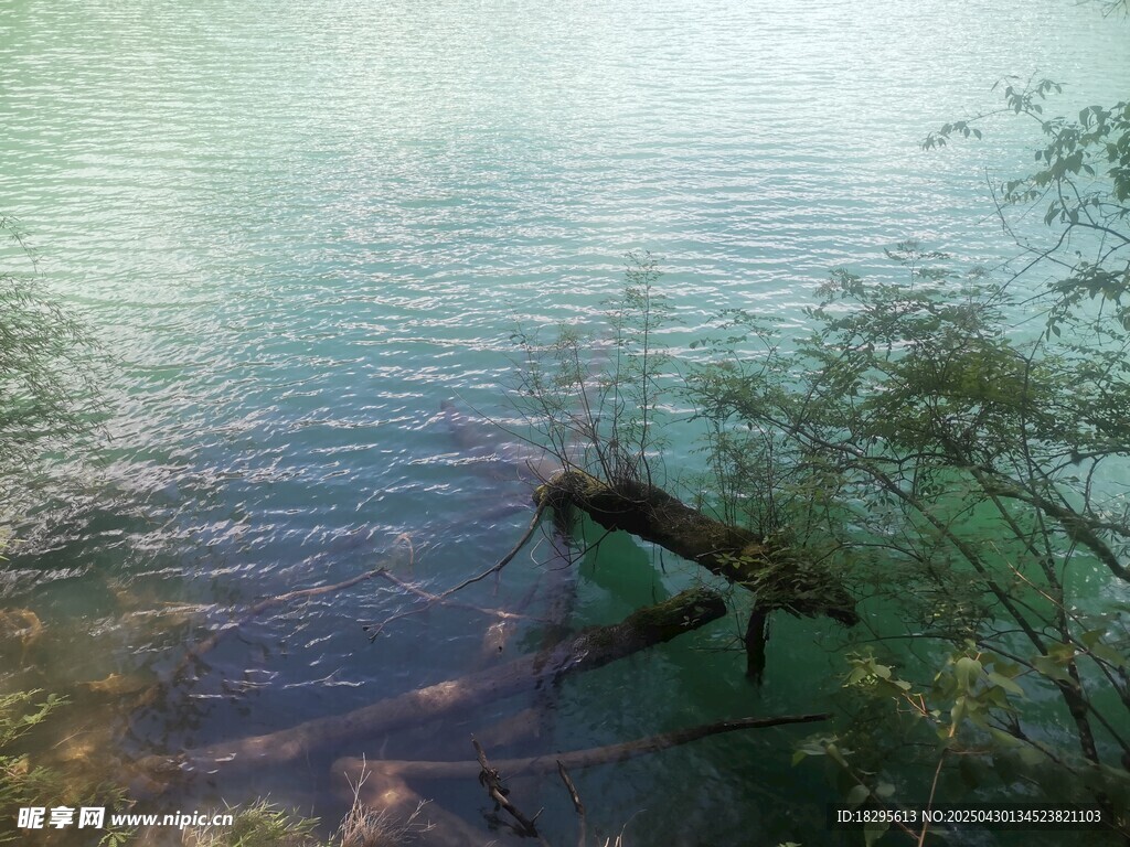湖畔绿植与水中浮木