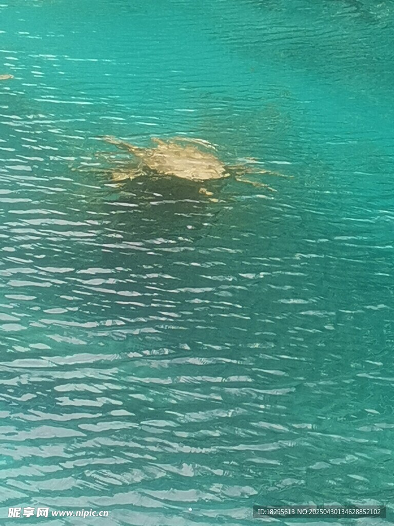 水中漂浮的神秘物体