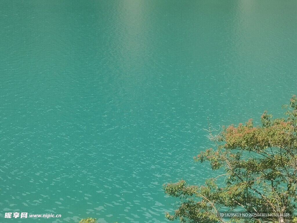 碧绿湖水旁的葱郁树木