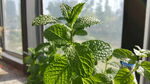 窗边清新绿植生机勃勃