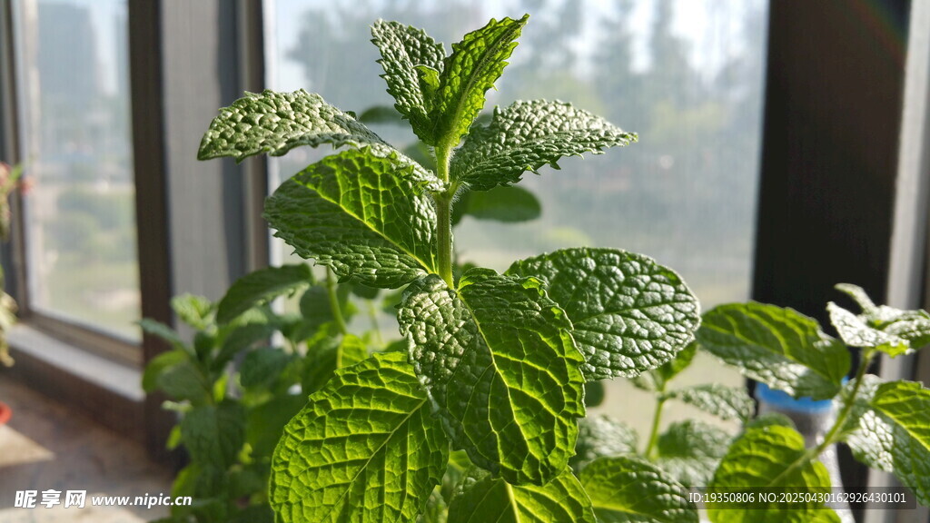 窗边清新绿植生机勃勃
