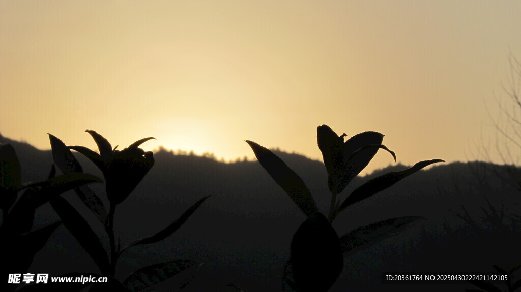夕阳下的植物剪影