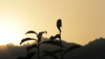 夕阳下植物上的小鸟