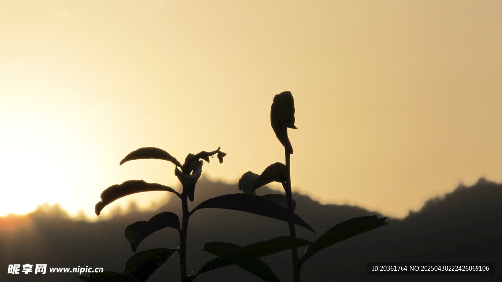 夕阳下植物上的小鸟