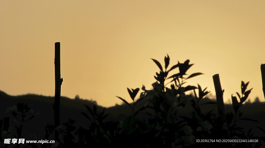 夕阳下的植物与木桩
