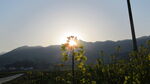夕阳下的山间绿植美景