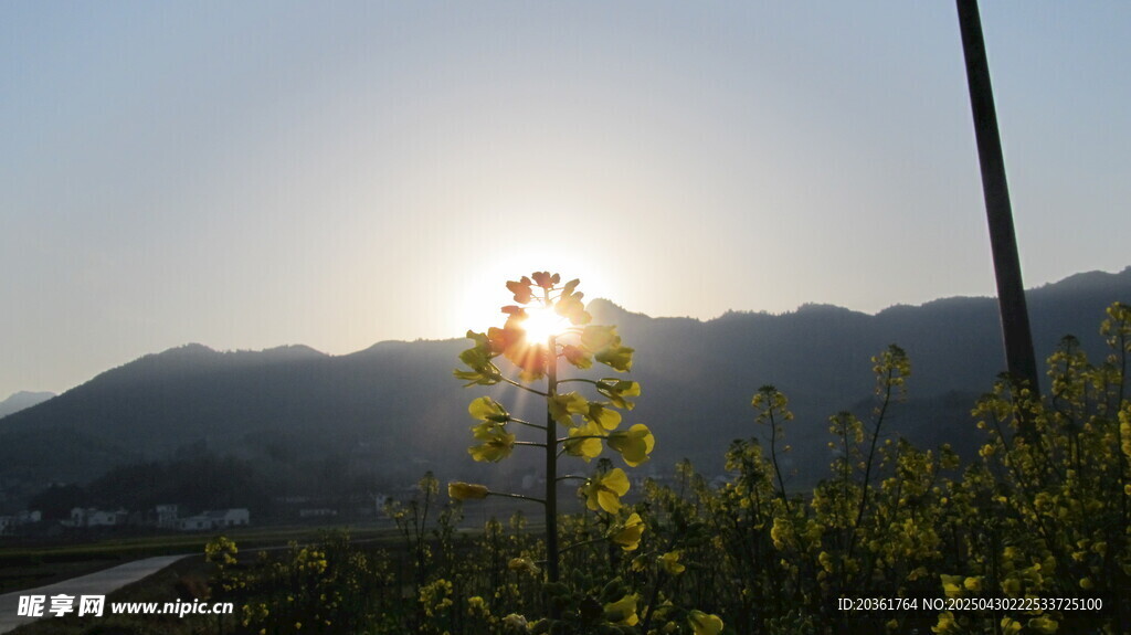 夕阳下的山间绿植美景