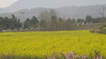 金黄油菜田与远山美景