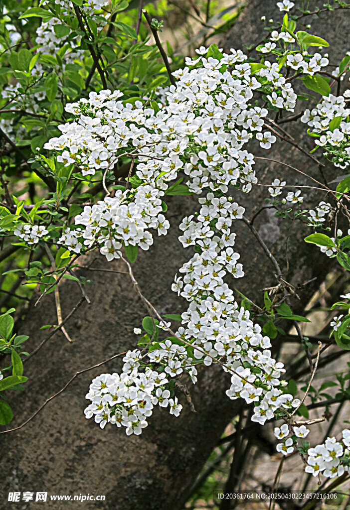 白色繁花绽放枝头