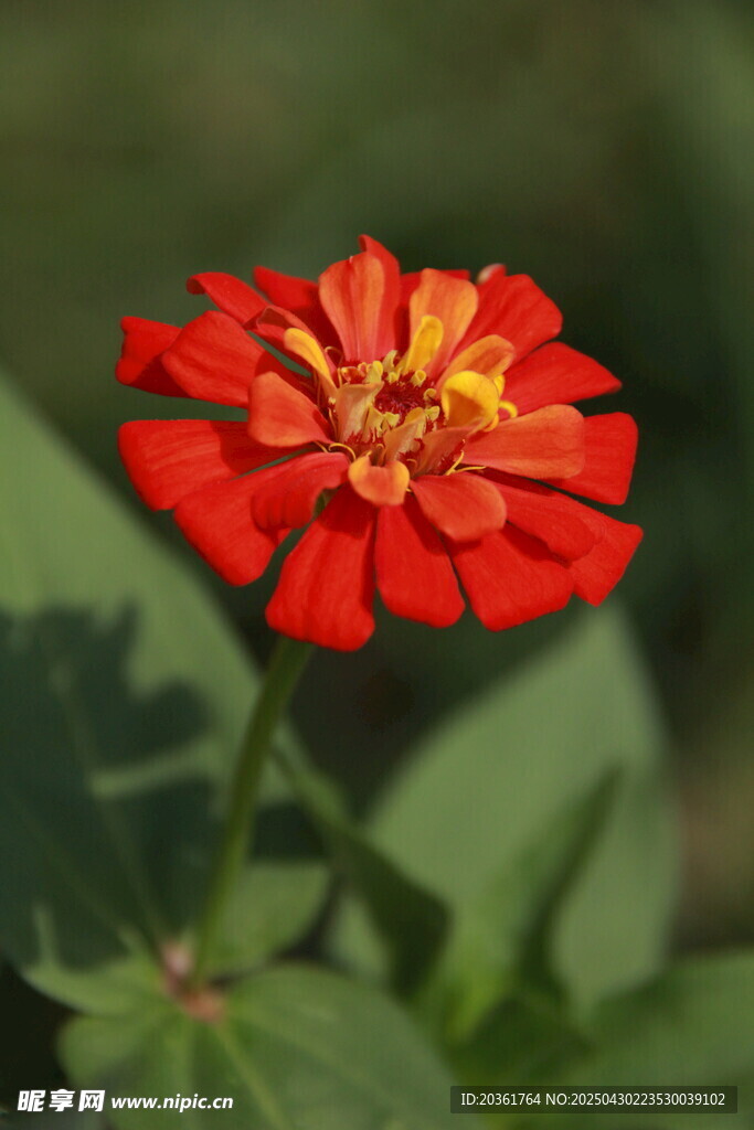 艳丽红色百日菊特写