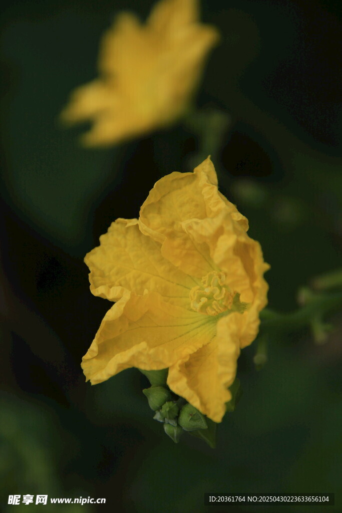 黄色小花特写