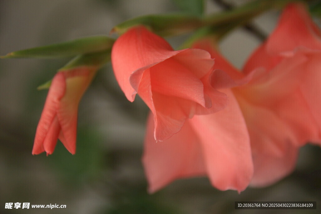 娇艳粉色唐菖蒲花朵