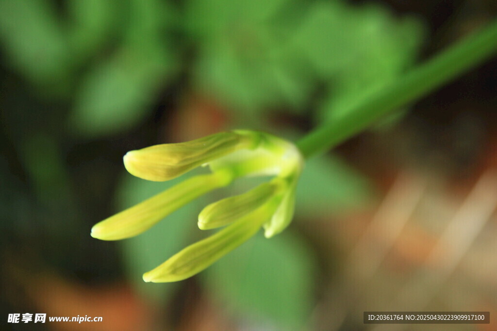 黄色小花特写